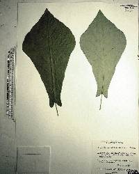 Magnolia pyramidata image