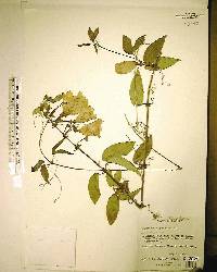 Bignonia capreolata image