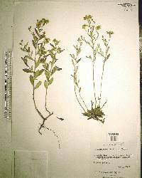 Helianthemum georgianum image