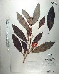 Columnea argentea image