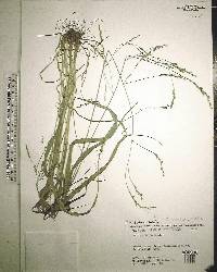 Festuca obtusa image