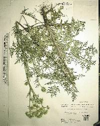 Hymenopappus scabiosaeus image