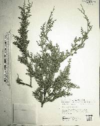 Chamaecyparis thyoides image
