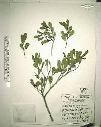 Maytenus phyllanthoides image