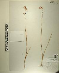 Calopogon pallidus image