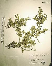 Ilex myrtifolia image