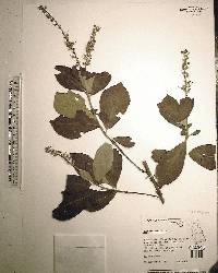 Clethra alnifolia image