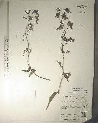 Cyrtopodium punctatum image