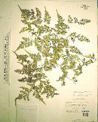 Lygodium japonicum image