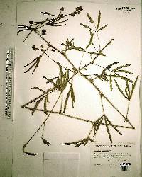 Mimosa pudica image