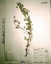 Acacia pinetorum image