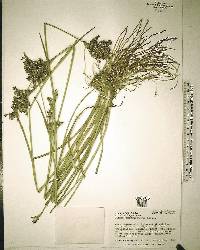 Juncus scirpoides image