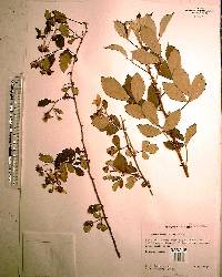 Rubus cuneifolius image