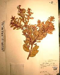 Lyonia ferruginea image