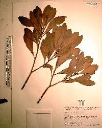 Myrica inodora image