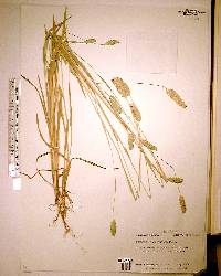 Phalaris caroliniana image