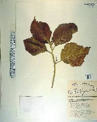 Acalypha wilkesiana image