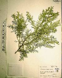 Chamaecyparis thyoides image