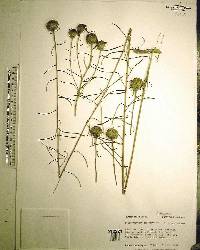 Phoebanthus tenuifolius image