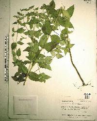 Pycnanthemum flexuosum image