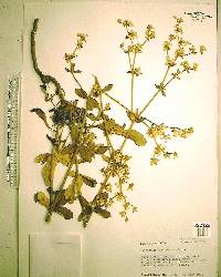 Eriogonum tomentosum image