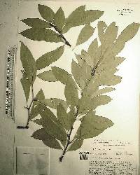 Sideroxylon lycioides image