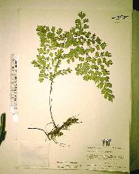 Adiantum capillus-veneris image