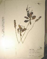 Goodyera pubescens image