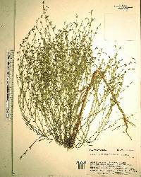 Hypericum drummondii image