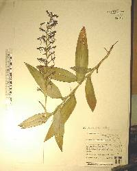 Habenaria odontopetala image