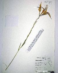 Lilium catesbaei image