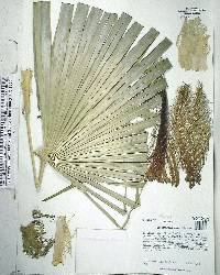 Coccothrinax readii image