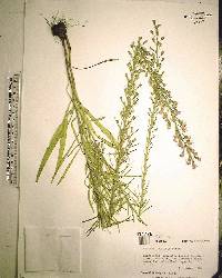 Liatris gracilis image