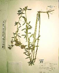 Lespedeza angustifolia image