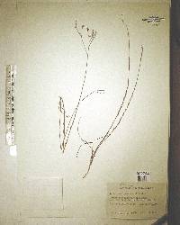 Linum arenicola image