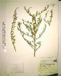 Atriplex pentandra image