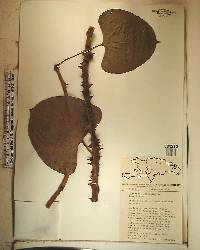 Dioscorea altissima image