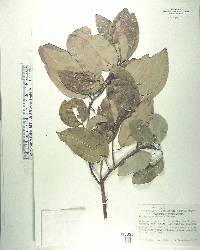 Cryptocarya massoy image