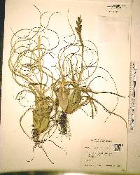 Tillandsia balbisiana image