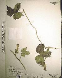 Ipomoea hederacea image