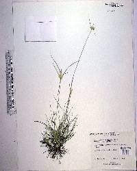 Rhynchospora floridensis image