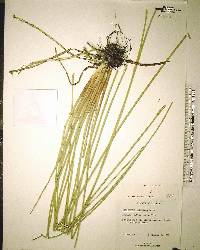 Eleocharis cellulosa image