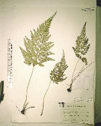 Anemia adiantifolia image