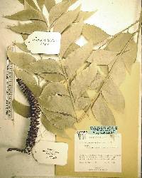 Bowenia spectabilis image