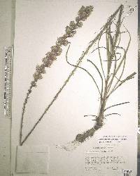 Liatris spicata image