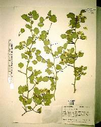 Crataegus flava image