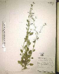 Lobelia homophylla image