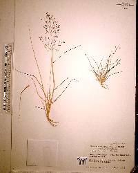 Eragrostis tracyi image