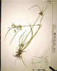 Cyperus surinamensis image