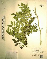 Gleditsia aquatica image